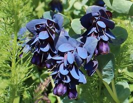 Церинта большая пурпурная купить