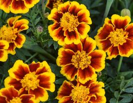 Бархатцы Легион чести купить