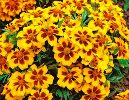 Чорнобривці Легіон честікупити