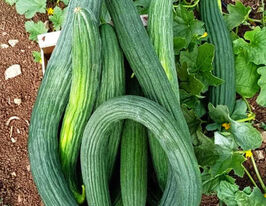 Огірок-диня Вірменський темно-зеленийкупити