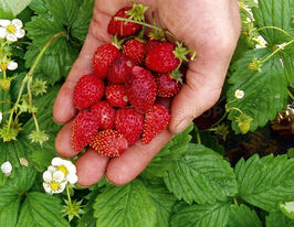 Суниця Регінакупити