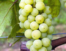 Виноград Соверінг Джевелкупити