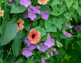 Маурандия ползучая купить