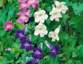 Маурандія повзучакупити