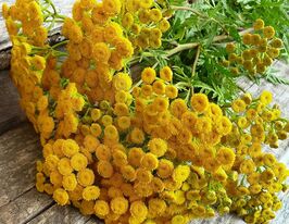 Пижмо обыкновенная купить