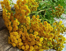 Пижмо звичайнакупити