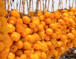 Пенолло дель везувіо жовтий (Pienno del vesuvioYellow)купити