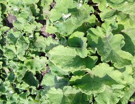 Лопух овочевий Іменинниккупити