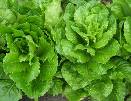 Салат Промінькупити