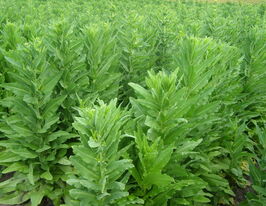 Салат Кіборгкупити