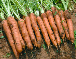 Морква Джерада F1купити