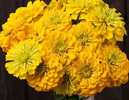 Майорцы изысканные Золотые ворота купить