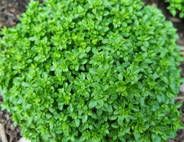 Базилик Грек Греческий 5 г купить