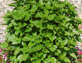 Базилик Грек Греческий 25 г купить