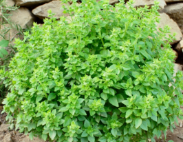 Базилик Палла Компатто 5 г купить