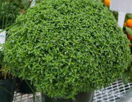 Базилик Палла Компатто 5 г купить