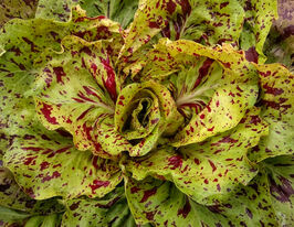 Цикорий салатный вариагатный Кастельфранко 10 г купить