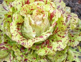 Цикорий салатный вариагатный Кастельфранко 50 г купить