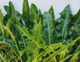 Цикорий салатный видлуф Сельванто да Кампо 10 г купить