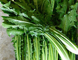 Цикорій салатний відлуф Сельванто да Кампо 50 гкупити