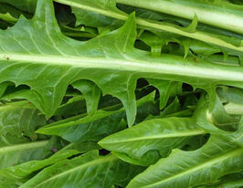 Цикорий салатный видлуф Сельванто да Кампо 50 г купить