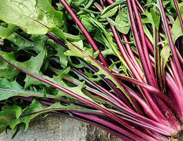 Цикорий салатный Италико до Коста-Росси 10 г купить