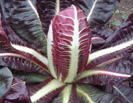 Цикорий салатный Росса де Тревизо 10 г купить