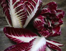 Цикорий салатный Росса де Тревизо 10 г купить