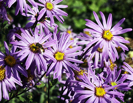 Астра итальянская Рудольф Готье 5 г купить