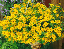 Біденс ферулолистий 25 гкупити