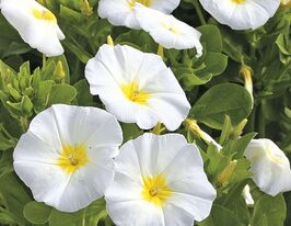 Вьюнок белый прапорщик 50 г купить