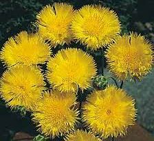 Василек Императорская желтая 5 г купить