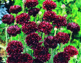 Василек махровый черные шарики 20 г купить