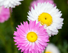 Гелиптерум розовый смесь 3 г купить