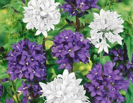 Колокольчик комбинированная смесь 1 г купить