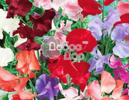 Душистый горошек низкорослый 10 г купить