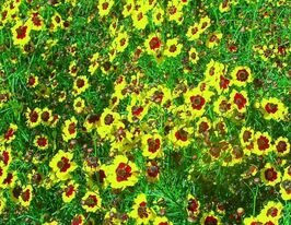 Кореопсис смесь 3 г купить