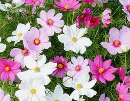 Космея Вега смесь цветов  5 г купить