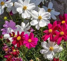 Космея Вега смесь цвето 20 г купить