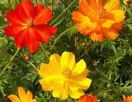 Космея Клондайк смесь 5 г купить