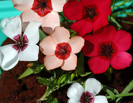 Лен смесь окрасок  5 г купить