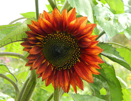 Подсолнечник Вечернее солнце 10 г купить