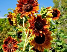 Подсолнечник Вечернее солнце 50 г купить