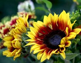 Подсолнечник Флорен 5 г купить