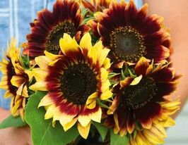 Подсолнечник Флорен 20 г купить