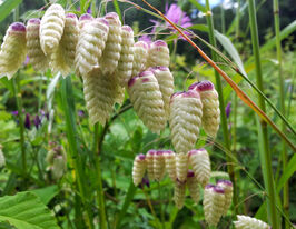 Трясунка большая 20 г купить