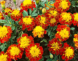 Бархатцы Гармония 50 г купить