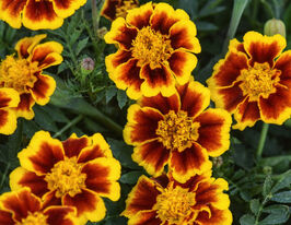 Чорнобривці Орден Почесного Легіону 10 гкупити