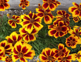 Чорнобривці Орден Почесного Легіону 20 гкупити