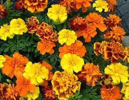 Бархатцы смесь низкорослых 20 г купить